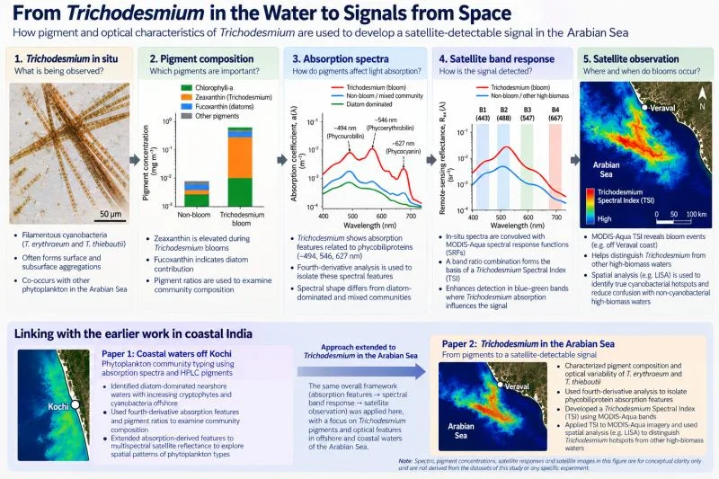 Five-panel workflow from microscope image of Trichodesmium, to pigment bar chart, absorption spectra, band response and a satellite map of the Arabian Sea, with a lower panel linking earlier work off Kochi.