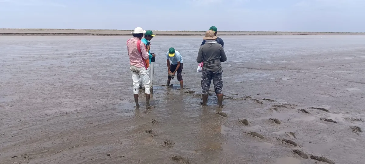 A group of field workers on a wet mudflat, one bending to extract a soil core while others watch and record.